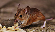 24 Hour & Emergency Exterminators in Grand Island, NE